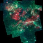 cygnus cygnus