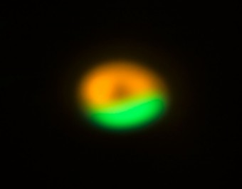 Questa immagine di ALMA mostra la trappola per la polvere nel disco che circonda il sistema Oph-IRS 48. La trappola offre un rifugio sicuro per le minuscole particelle del disco e permette loro di aggregarsi e crescere fino a dimensioni che permettano loro di sopravvivere da sole. La regione in verde mostra l'ubicazione delle particelle più grandi (dell'ordine del millimetro): la trappola per la polvere scoperta da ALMA. L'anello in arancione mostra l'osservazione di particelle molto più piccole (dell'ordine del micron) ottenuta con lo strumento VISIR montato sul VLT (Very Large Telescope) dell'ESO. (Crediti: ALMA (ESO/NAOJ/NRAO)/Nienke van der Marel)