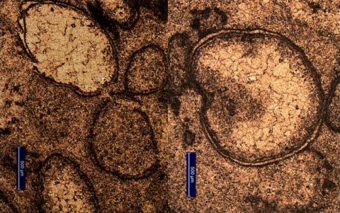 Un'immagine al microscopio delle sferule da impatto ritrovate nel sito di Marble Bar, nel nord ovest dell'Australia. Crediti: A. Glikson