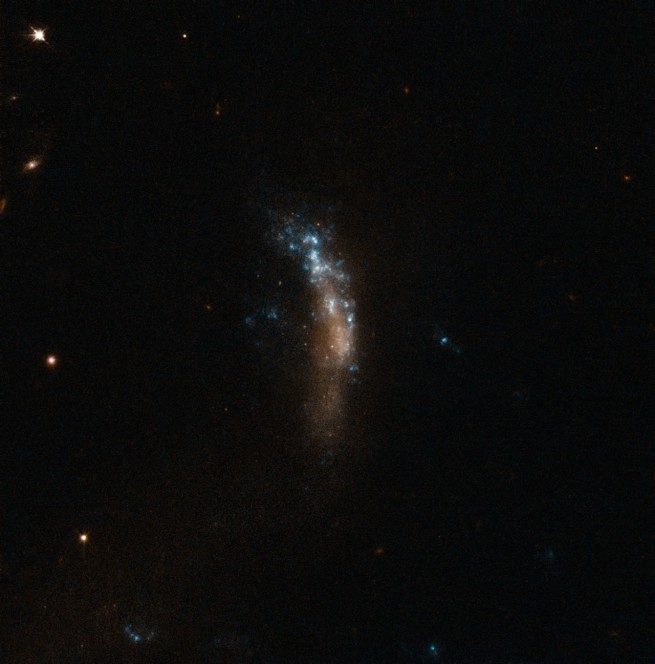 Questa immagine del Telescopio Spaziale Hubble della NASA/ESA mostra la galassia nana irregolare UGC 5189A. Questa galassia con formazione stellare ha ospitato la supernova brillante SN 2010jI. Le osservazioni con il VLT della supernova hanno mostrato che queste fabbriche di polvere cosmica producono i grani di polvere attraverso un processo a due fasi, iniziando subito dopo l'esplosione, ma continuando in seguito per molto tempo. Crediti: ESO