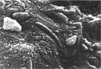 Il Microscopio elettronico mostra una struttura a catena morfologicamente simile a organismi di natura biologica su di un frammento del meteorite ALH 84001 Credits: NASA
