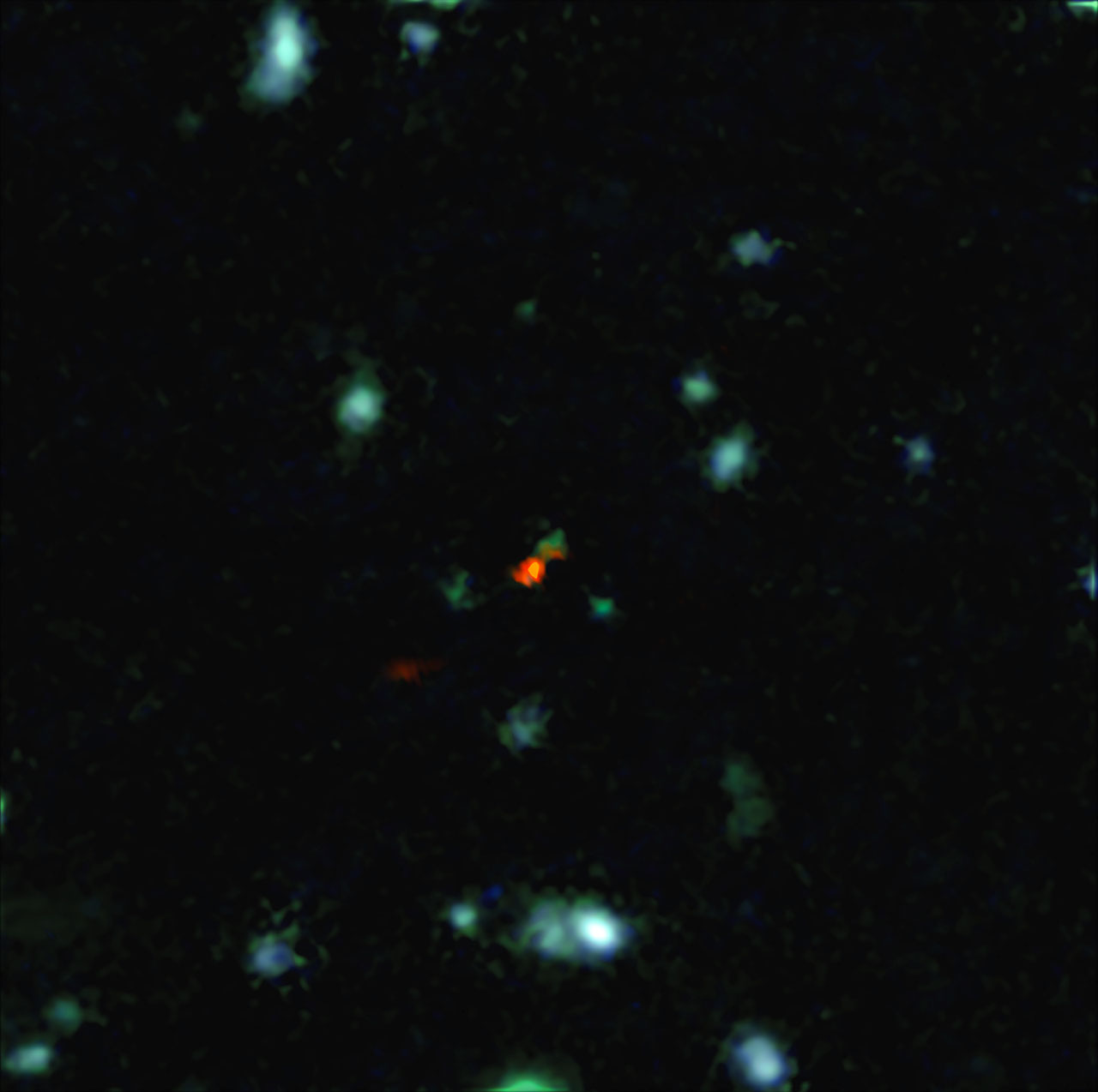 Questa veduta è una combinazione di immagini di ALMA e del VLT (Very Large Telescope). L'oggetto centrale è una galassia molto distante, chiamata BDF 3299, vista quando l'Universo aveva meno di 800 milioni di anni. La nube rossa brillante in basso a sinistra è la detezione di ALMA di una grande nube di materia in procinto di formare la nuova galassia molto giovane. Crediti: ESO/R. Maiolino