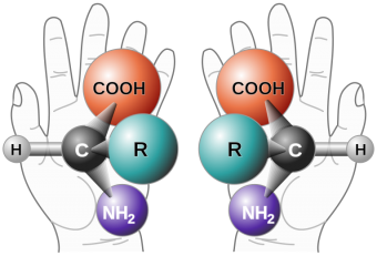 Le due diverse chiralità di un amminoacido, e per somiglianza quelle di due mani. La parola chiralità deriva dal greco, e significa appunto "mano". Crediti: Wikipedia