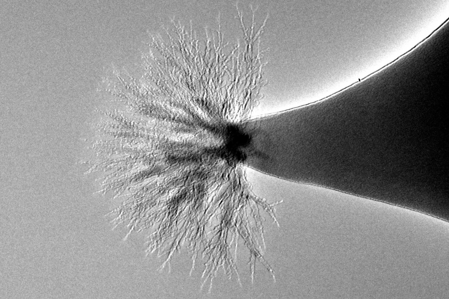 Gli ioni si diramano con una forma ad albero. Crediti: Michigan Tech, Kurt Terhune