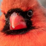 Cardinalis cardinalis maschio. Crediti: Rhododendrites /Wikimedia Commons