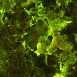 Funghi e batteri, minatori spaziali d’eccezione