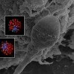 Spermatozoi disorientati dalla microgravità